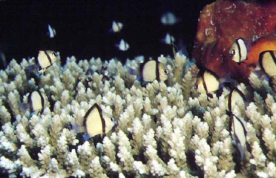  Dascyllus reticulatus (Reticulate Dascyllus, Twostripe Damselfish)